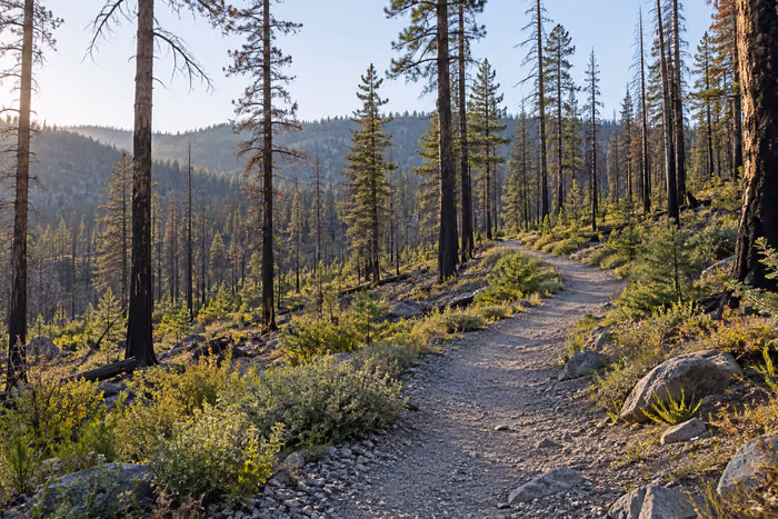 An empty trail through recovering woodland