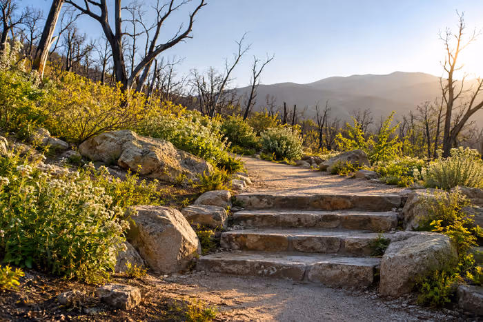 Stone steps toward a garden path